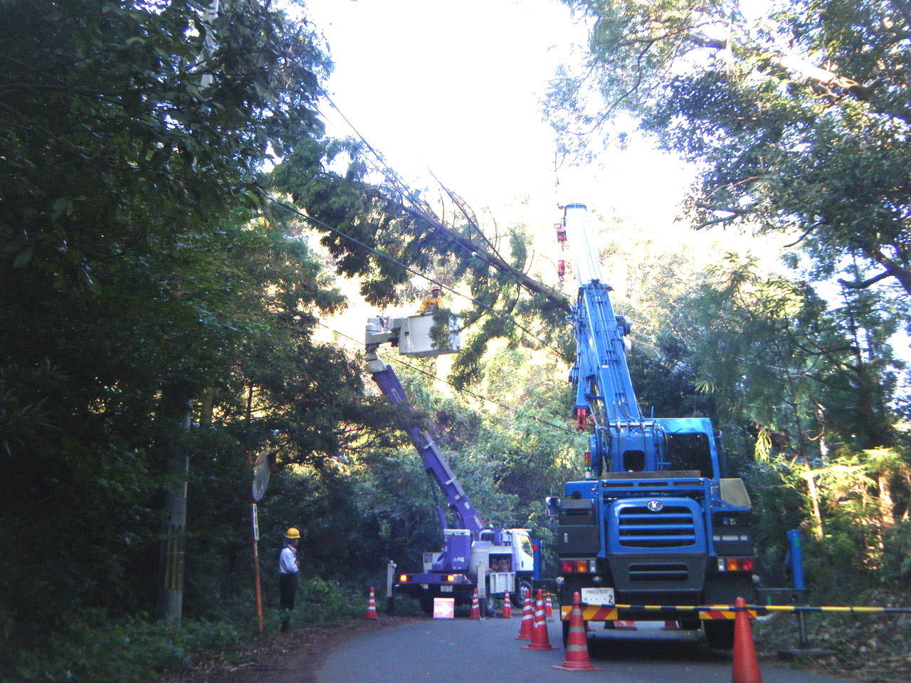 テクノ 倒木撤去工事