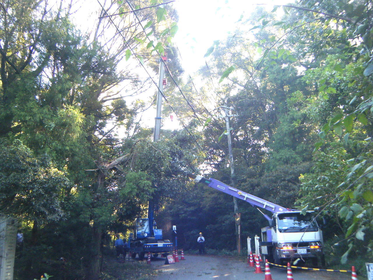 テクノ 倒木撤去工事