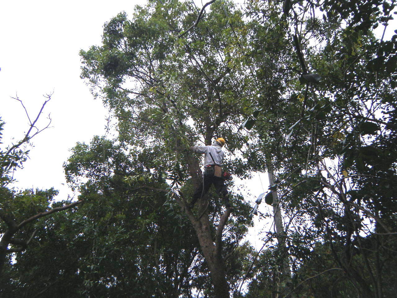 テクノ 伐採作業