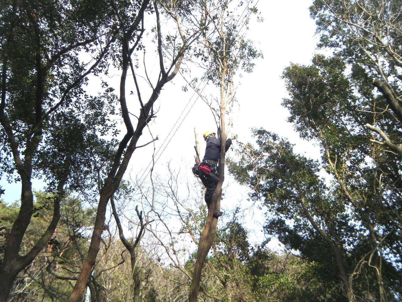 テクノ 伐採作業